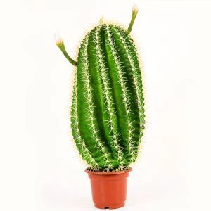 Cactus artificiale alta imitazione