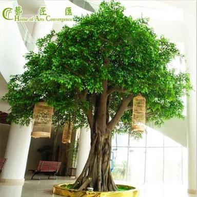 Ficus all'aperto